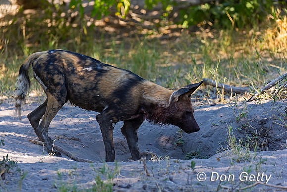 African Wild Dog