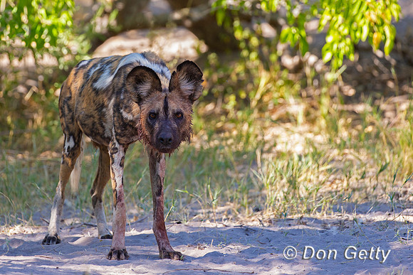 African Wild Dog