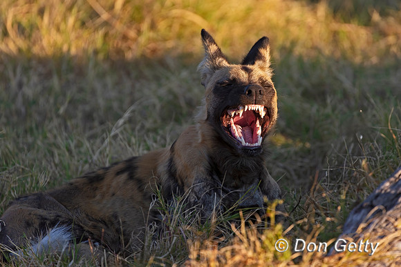 African Wild Dog