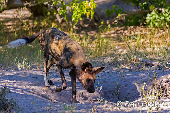 African Wild Dog