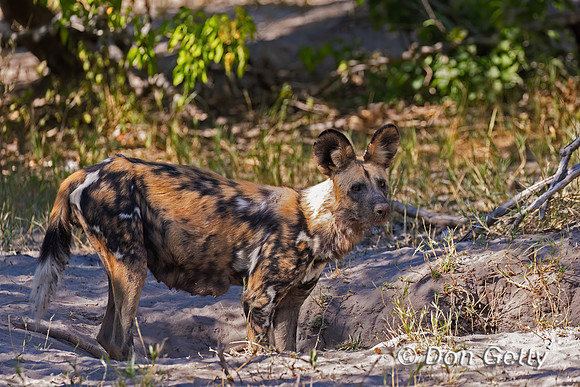 African Wild Dog