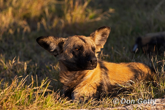 African Wild Dog