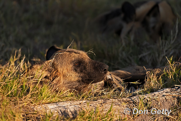 African Wild Dog