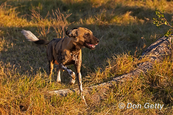 African Wild Dog