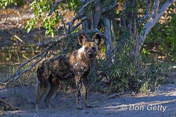 African Wild Dog