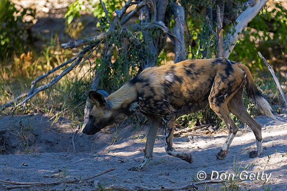 African Wild Dog