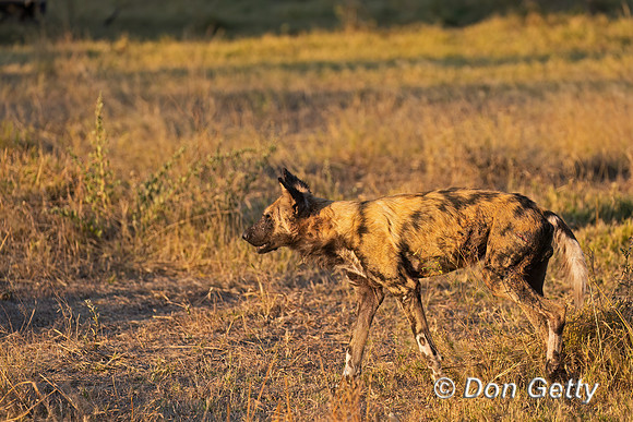 African Wild Dog