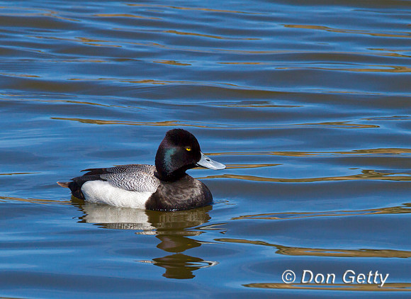 Scaup_L_MG_3201