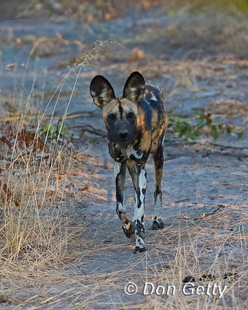 African Wild Dog