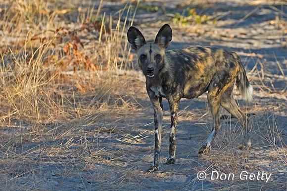 African Wild Dog