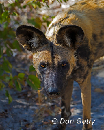 African Wild Dog