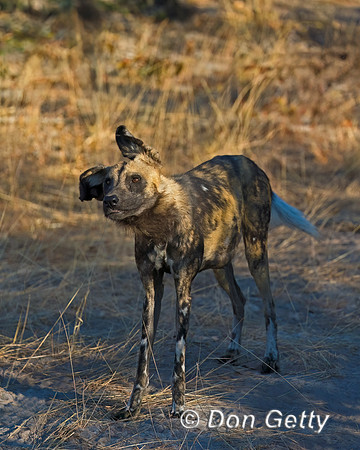 African Wild Dog