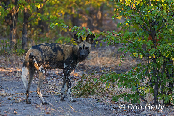 African Wild Dog
