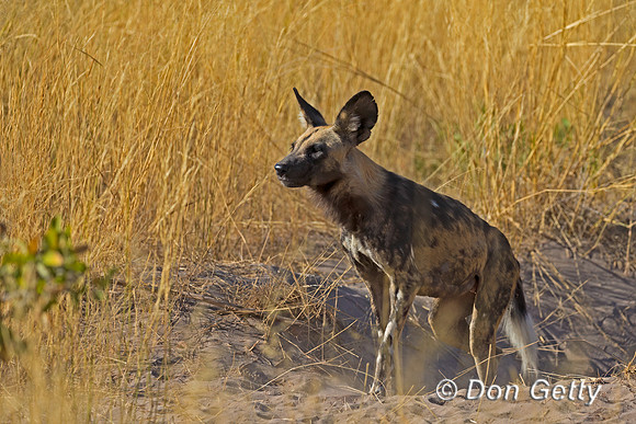 African Wild Dog