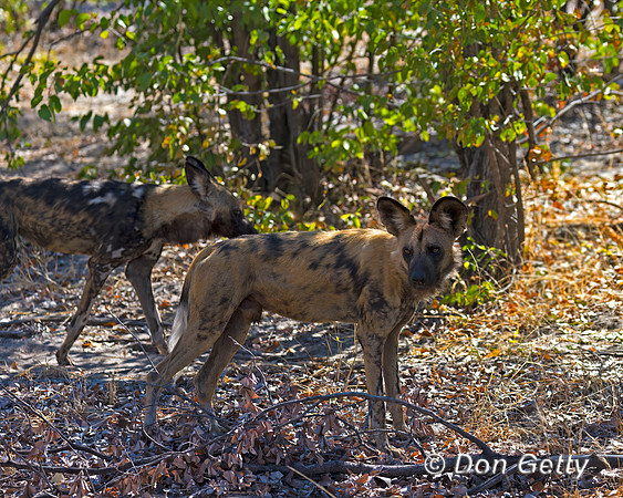 African Wild Dog