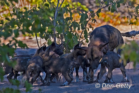 African Wild Dog