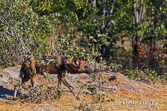 African Wild Dog