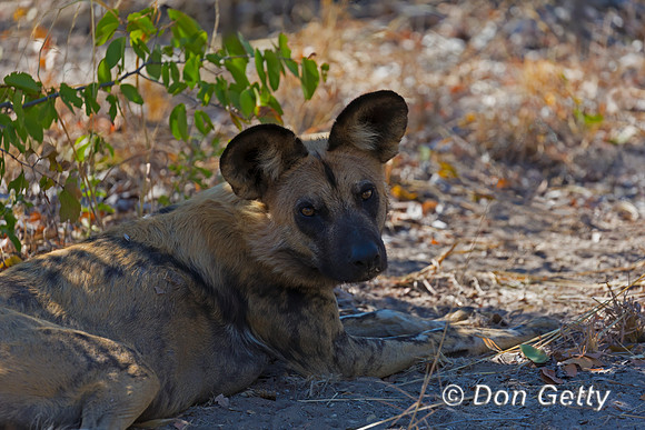 African Wild Dog
