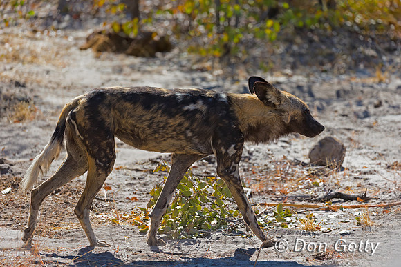 African Wild Dog