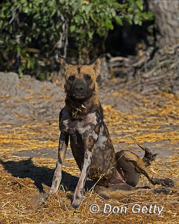 African Wild Dog