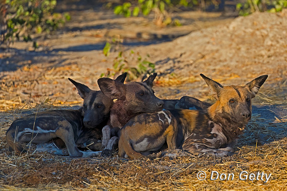 African Wild Dog