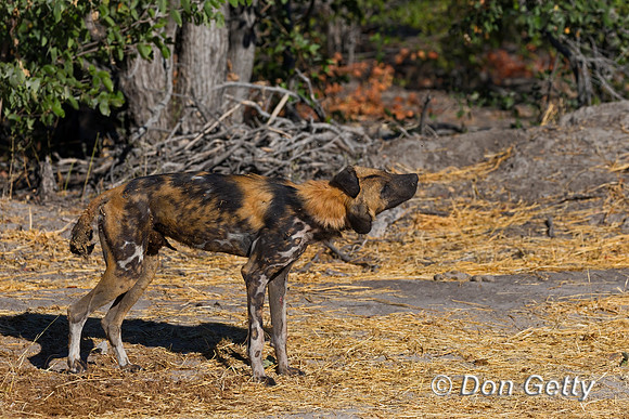 African Wild Dog