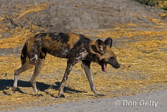 African Wild Dog