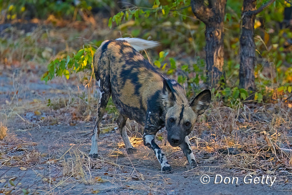 African Wild Dog