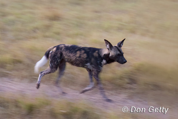 African Wild Dog