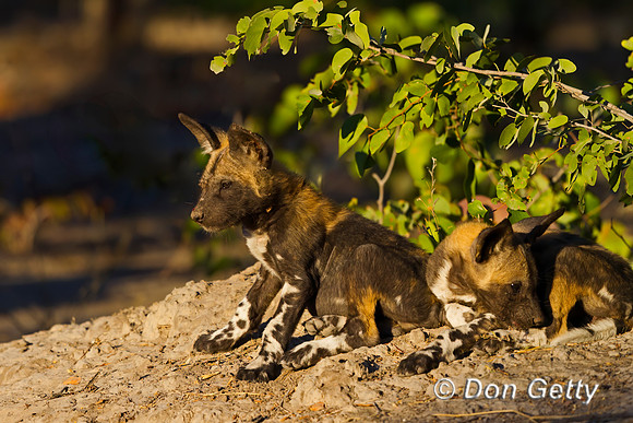 African Wild Dog