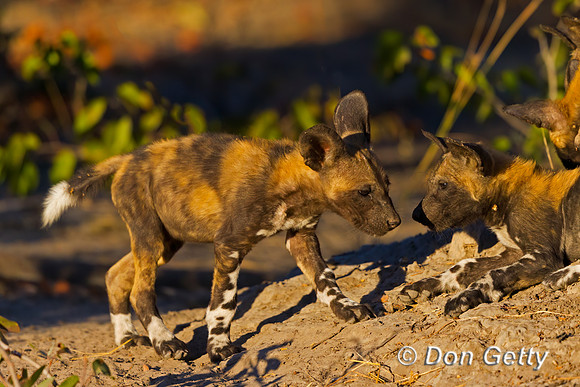 African Wild Dog