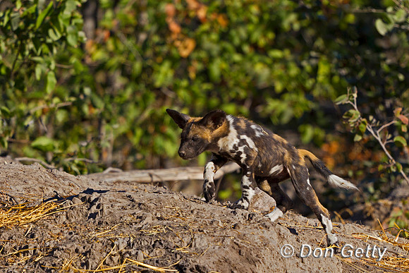 African Wild Dog