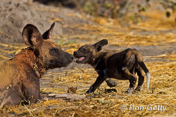 African Wild Dog