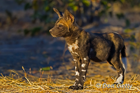African Wild Dog