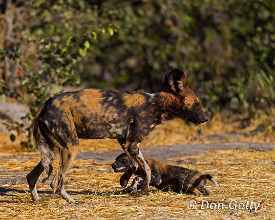 African Wild Dog