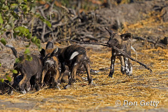 African Wild Dog