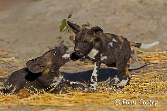 African Wild Dog