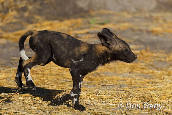 African Wild Dog