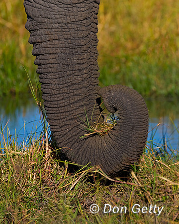 Elephant_A45T0342