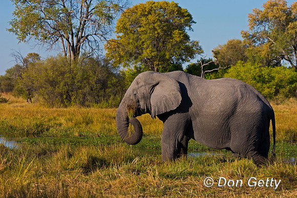Elephant