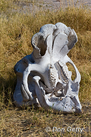 Elephant Skull