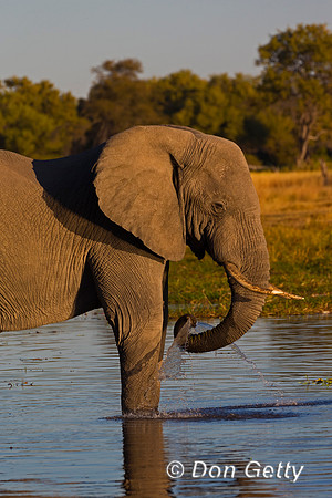 Elephant