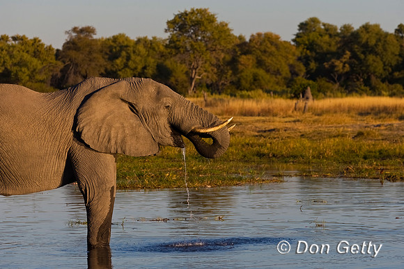 Elephant