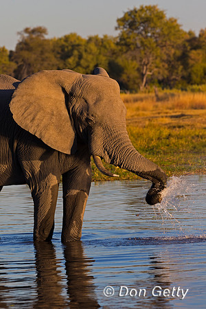 Elephant