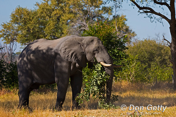 Elephant