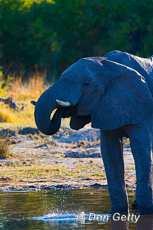 Elephant