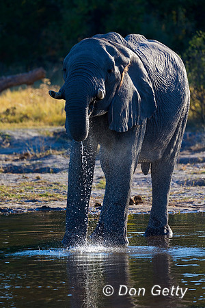 Elephant
