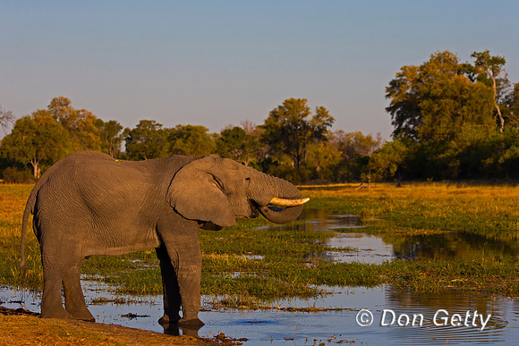 Elephant