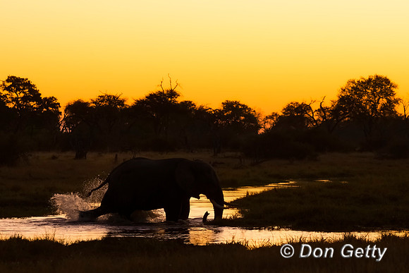 Elephant