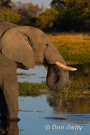 Elephant